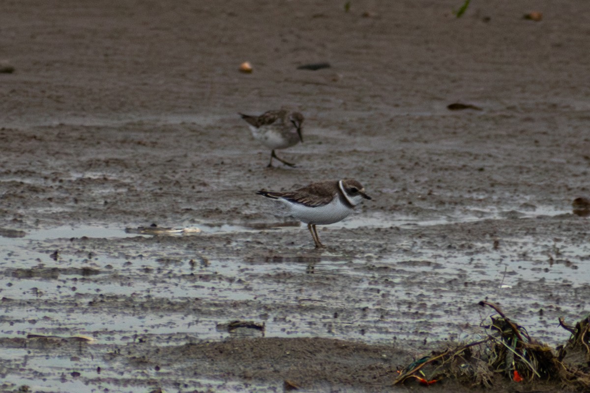 Semipalmated Plover - ML621054776
