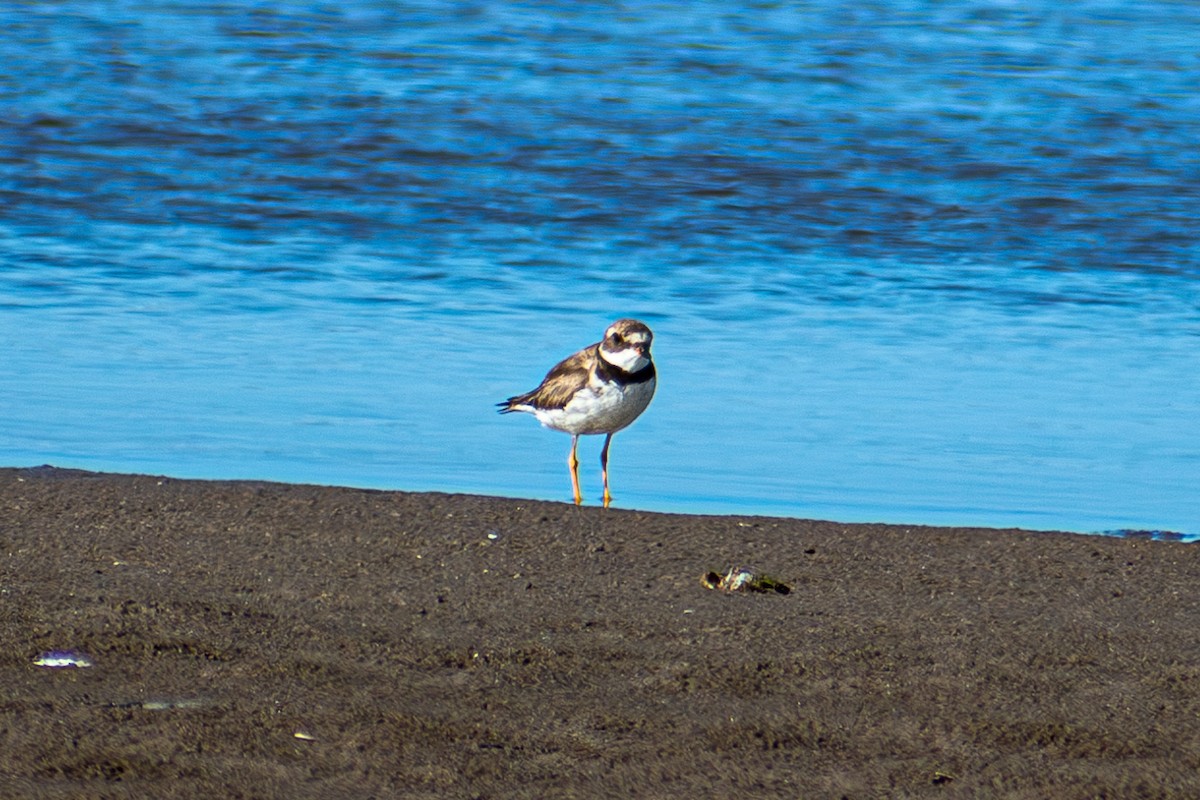 Semipalmated Plover - ML621054777