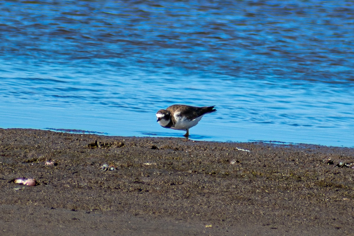 Semipalmated Plover - ML621054778