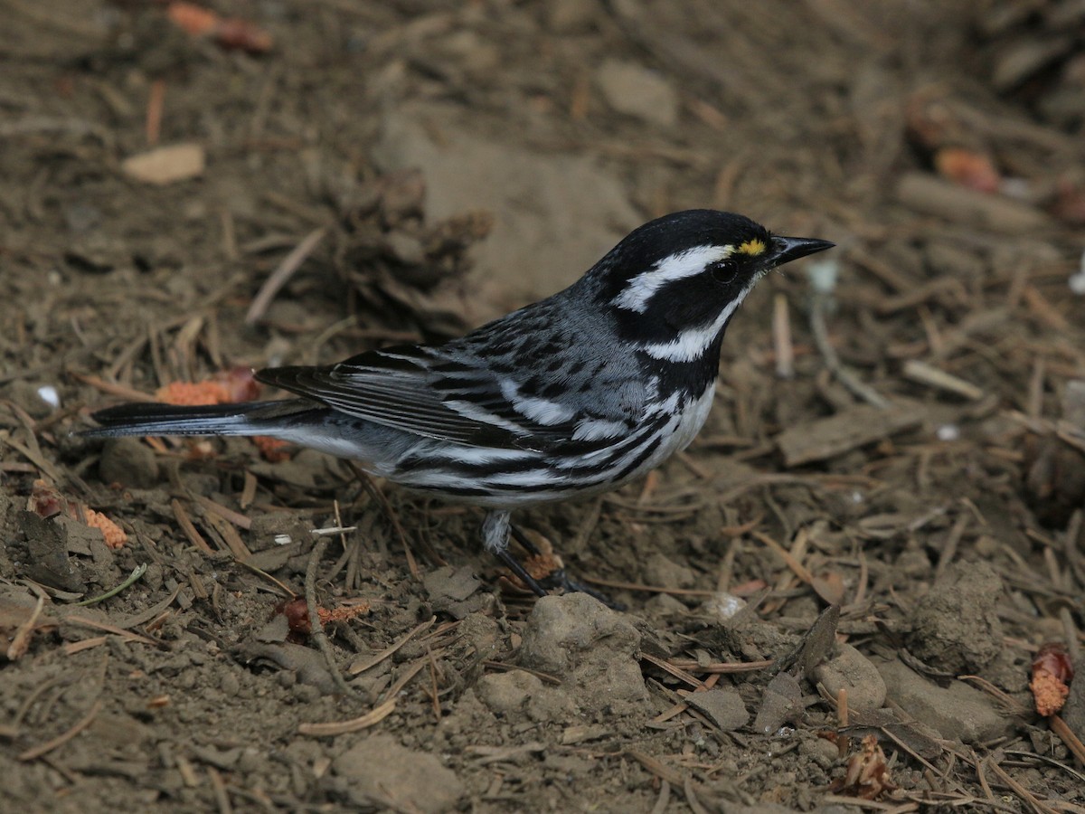 Black-throated Gray Warbler - ML621054786