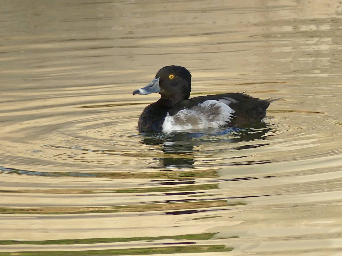 Ring-necked Duck - ML621054789