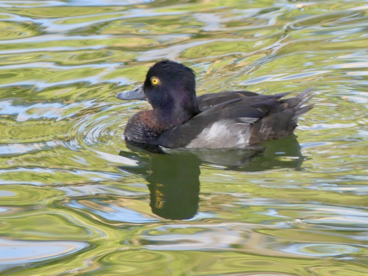 Ring-necked Duck - ML621054792