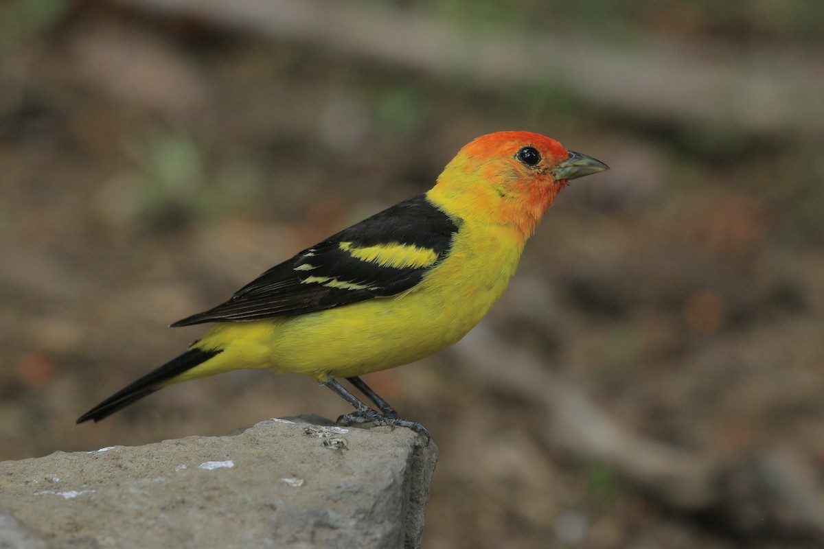 Western Tanager - ML621054798