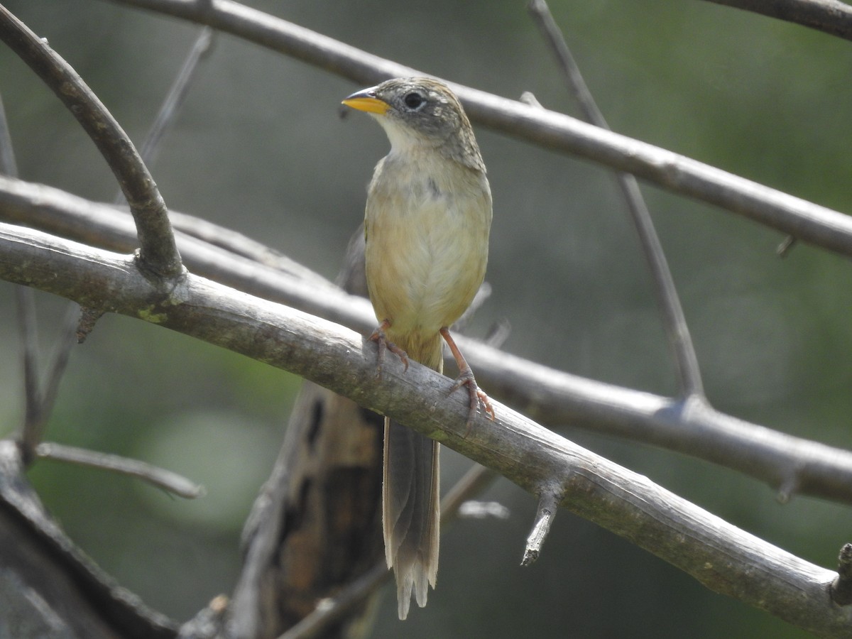 Wedge-tailed Grass-Finch - ML621054834