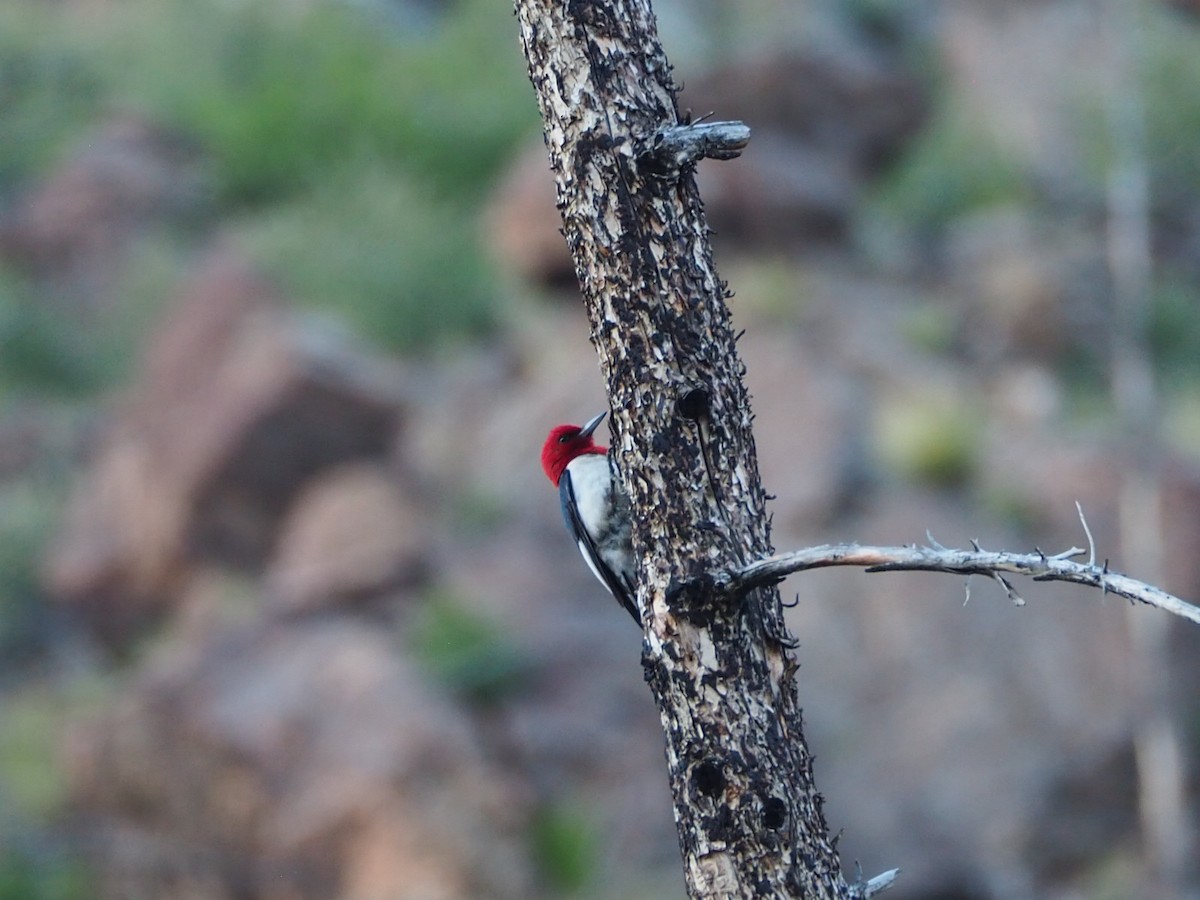 Red-headed Woodpecker - ML621054835