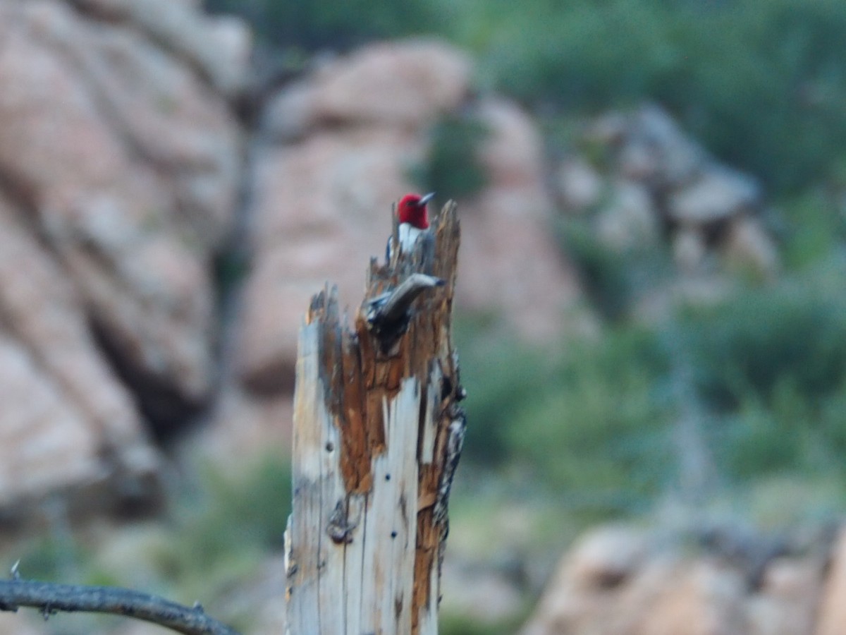 Red-headed Woodpecker - ML621054836