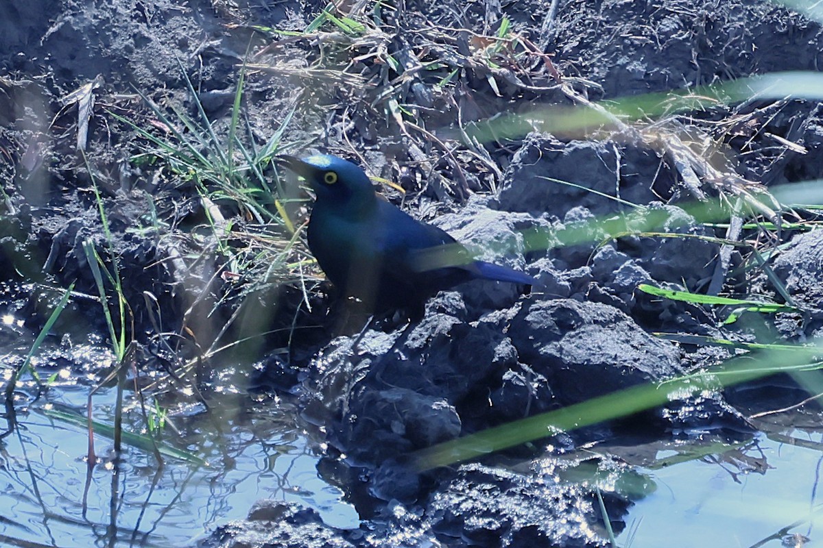 Greater Blue-eared Starling - ML621054848