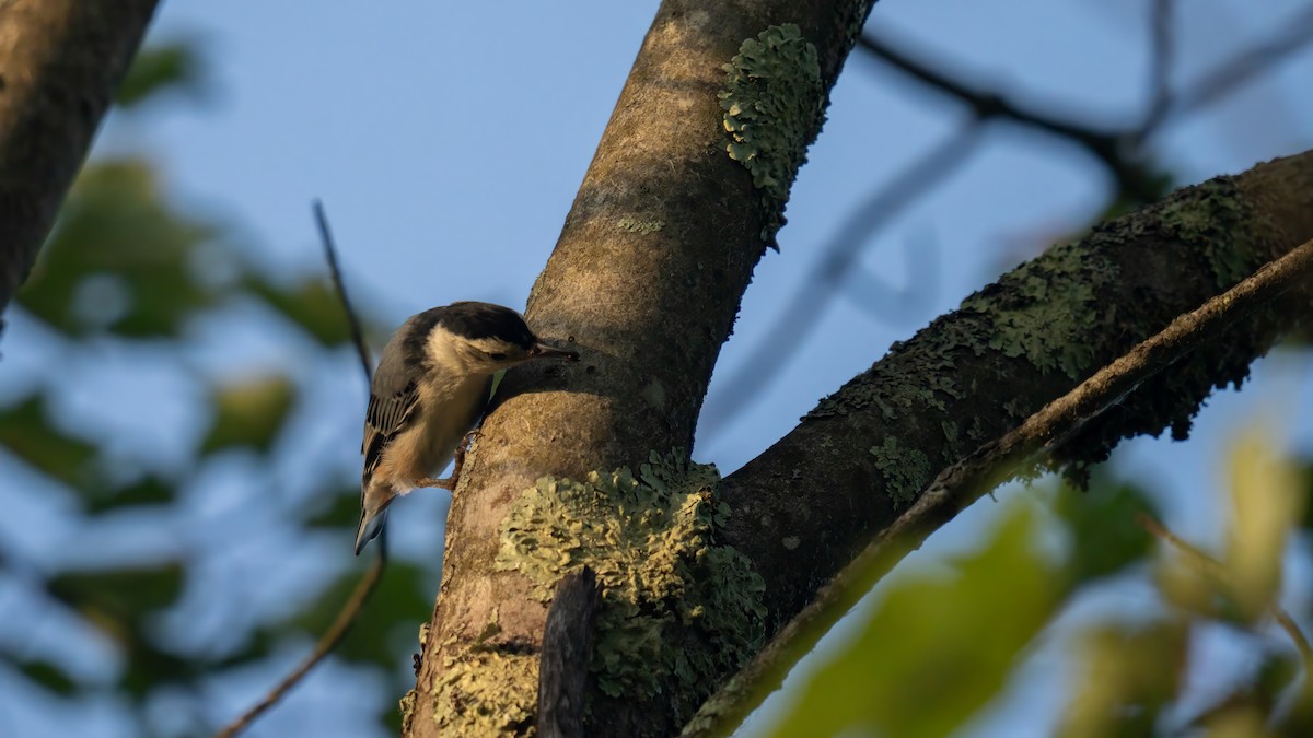 White-breasted Nuthatch - ML621054876