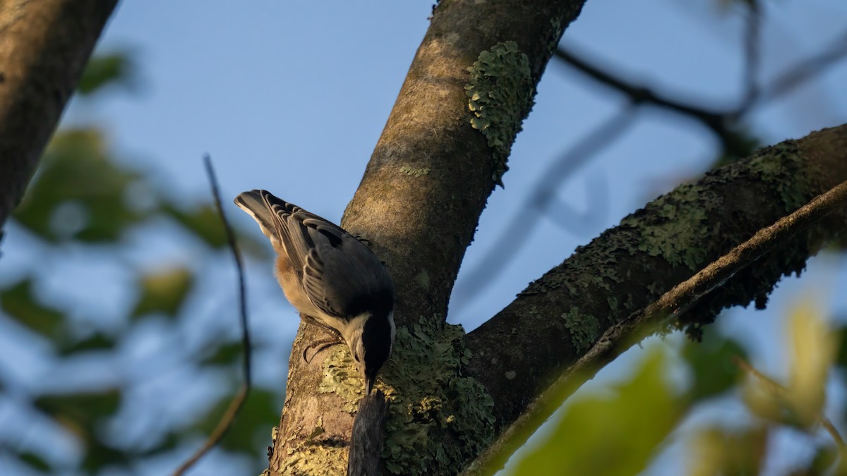 White-breasted Nuthatch - ML621054877