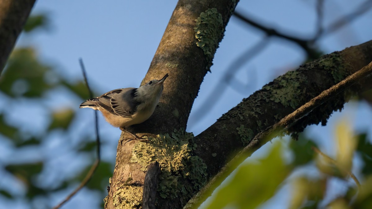 White-breasted Nuthatch - ML621054878
