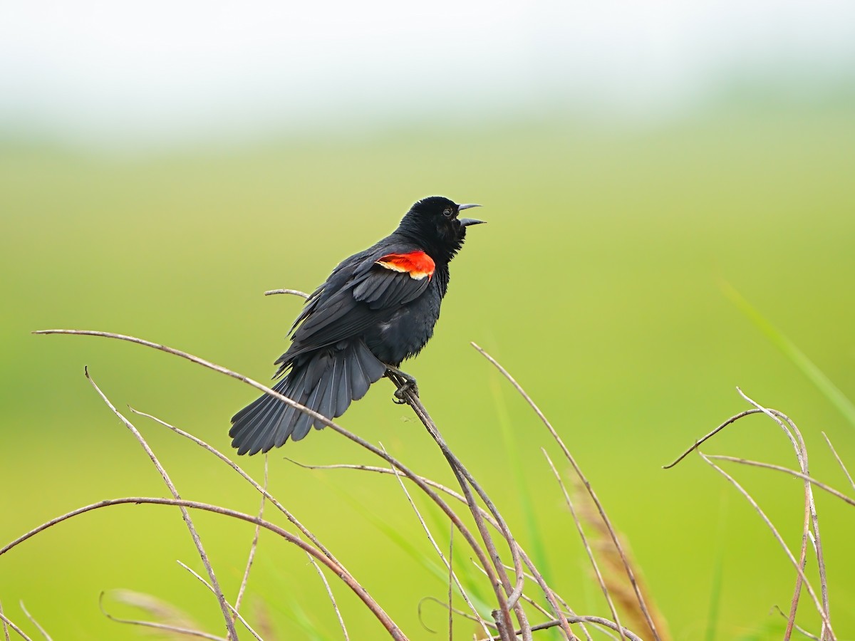 Red-winged Blackbird - ML621054882