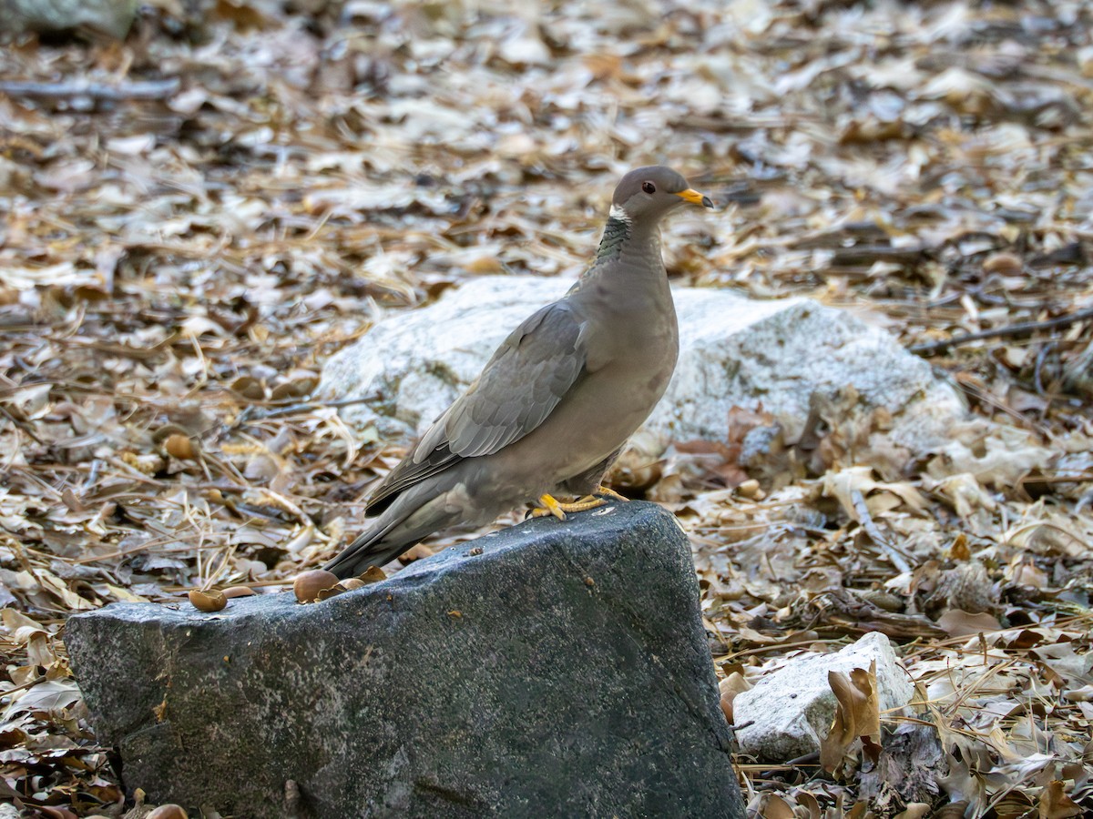 Band-tailed Pigeon - ML621054905