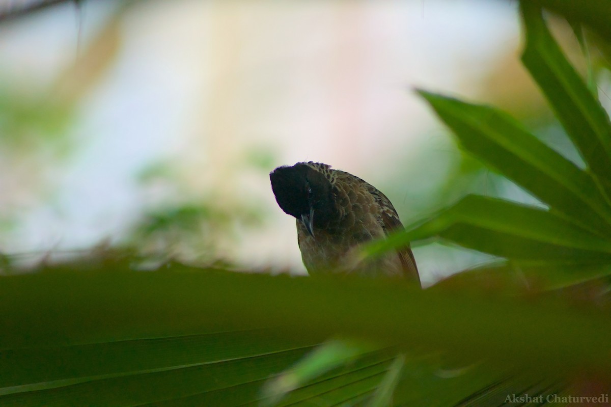 Red-vented Bulbul - ML621054928