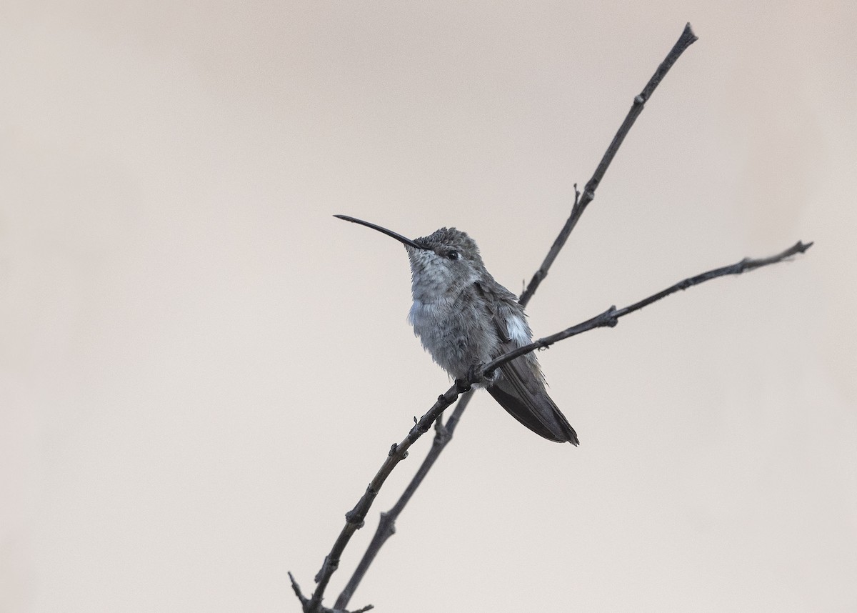 Oasis Hummingbird - VERONICA ARAYA GARCIA