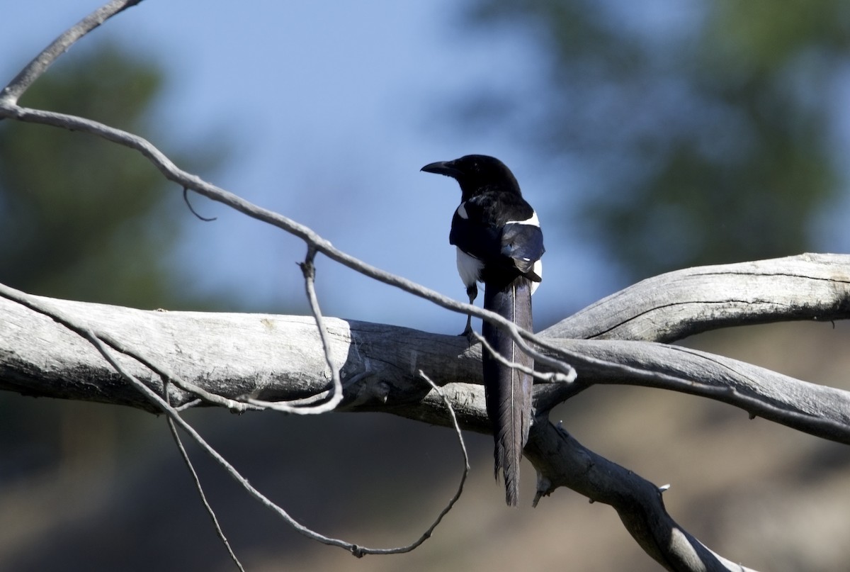 Black-billed Magpie - ML621055004