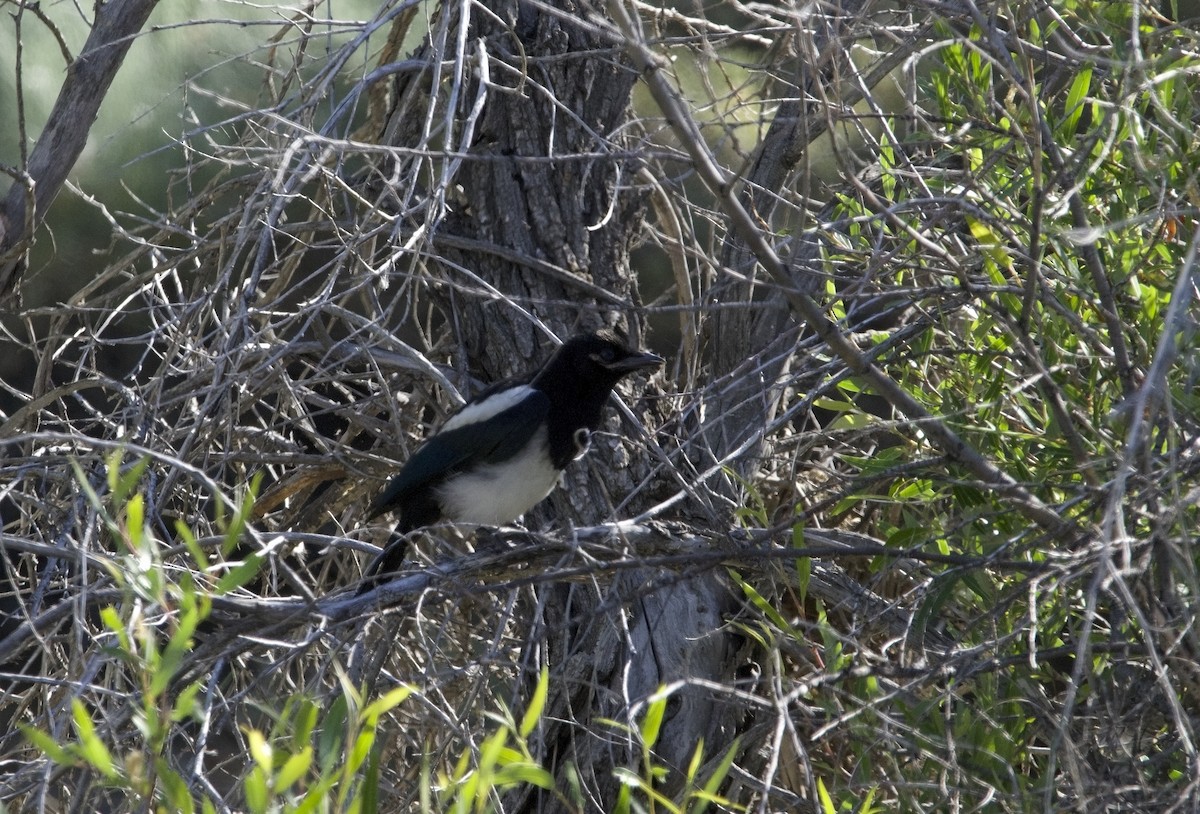 Black-billed Magpie - ML621055005