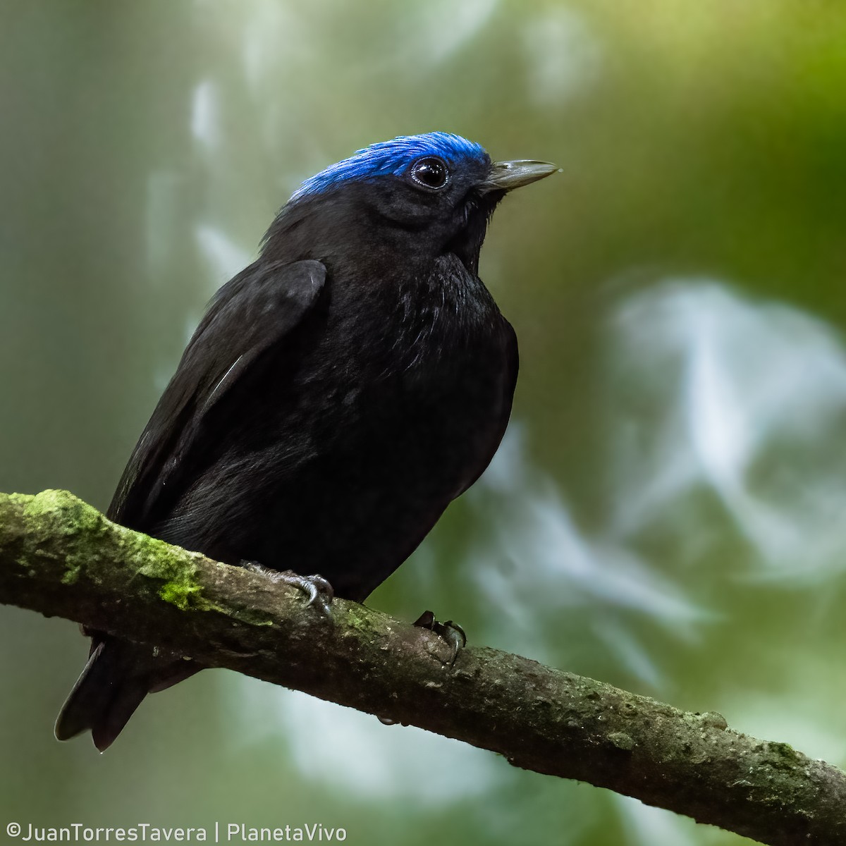 Manakin à tête bleue - ML621055007