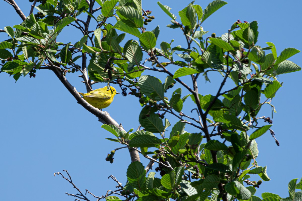 Yellow Warbler - ML621055028