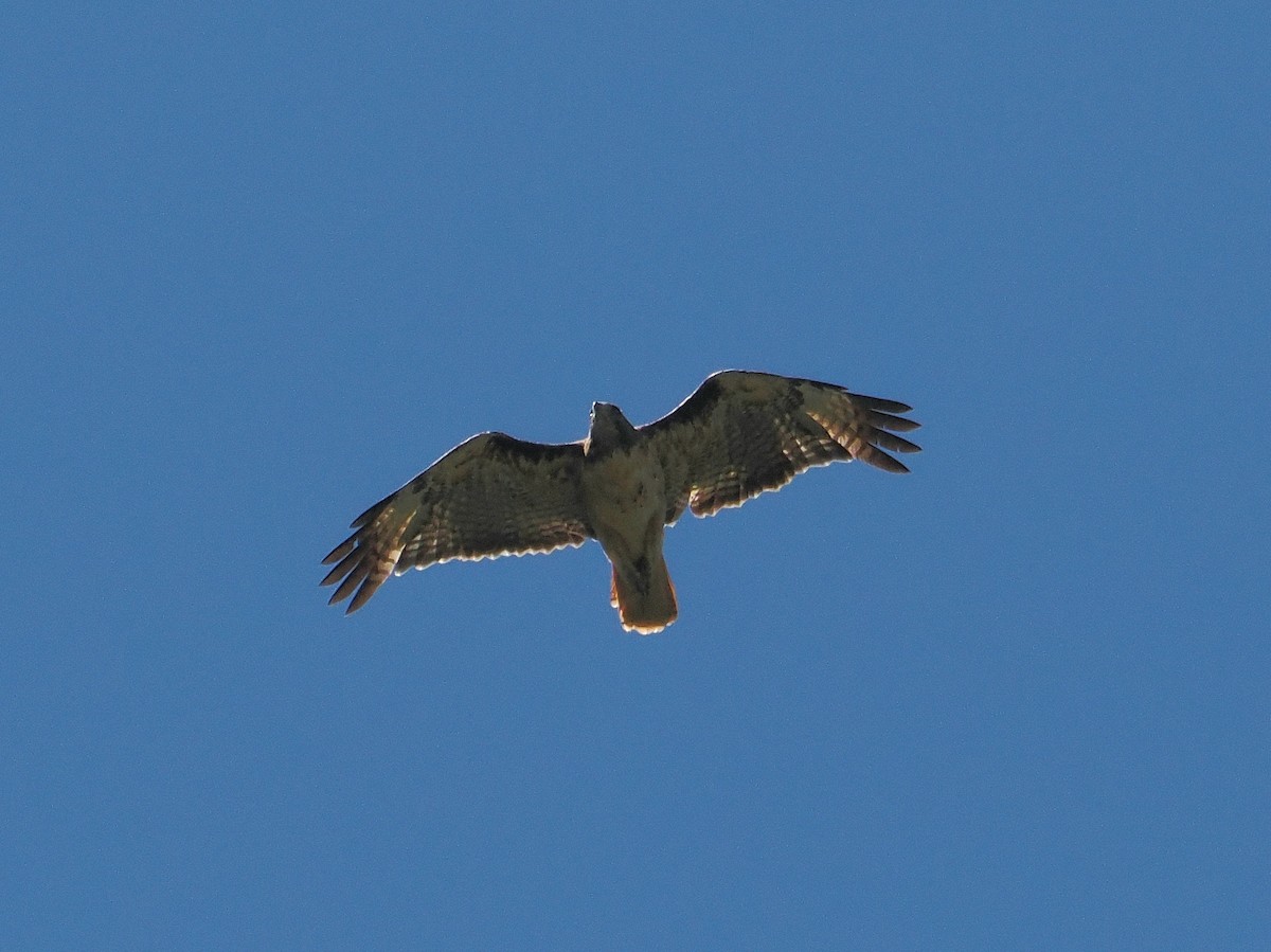Red-tailed Hawk - ML621055044
