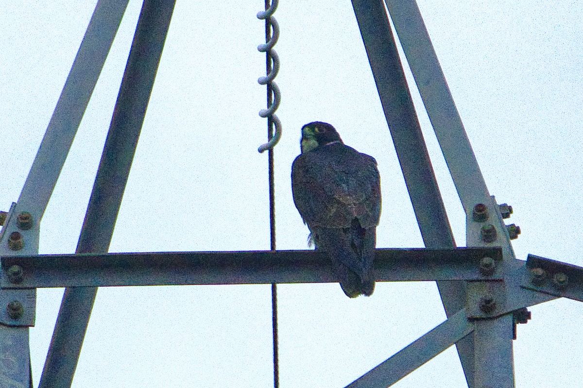 Peregrine Falcon (Australian) - ML621055045
