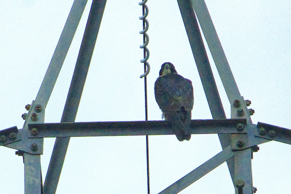 Peregrine Falcon (Australian) - ML621055046
