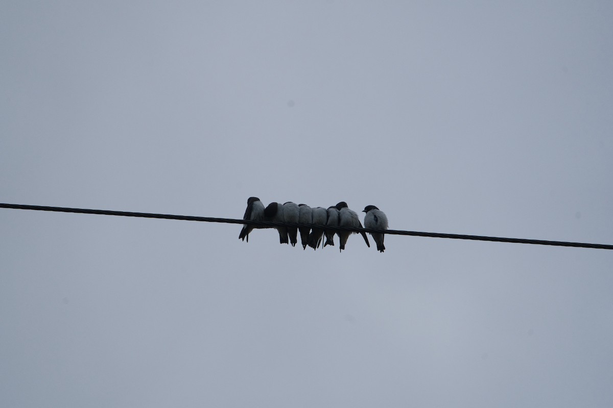 White-breasted Woodswallow - ML621055053