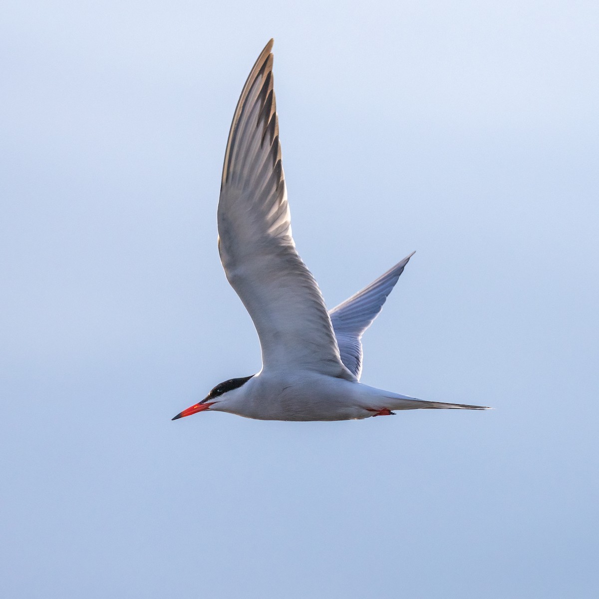 Common Tern - ML621055070