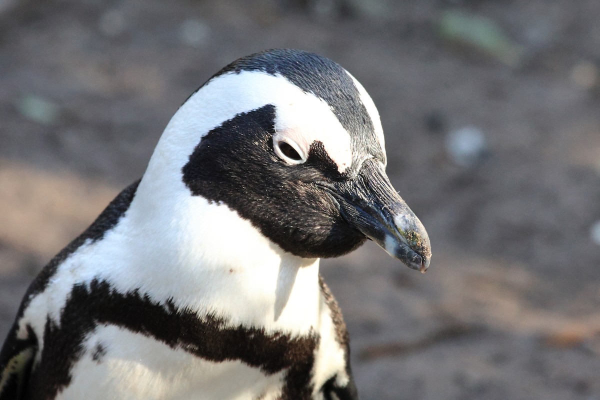 Pingüino de El Cabo - ML621055082
