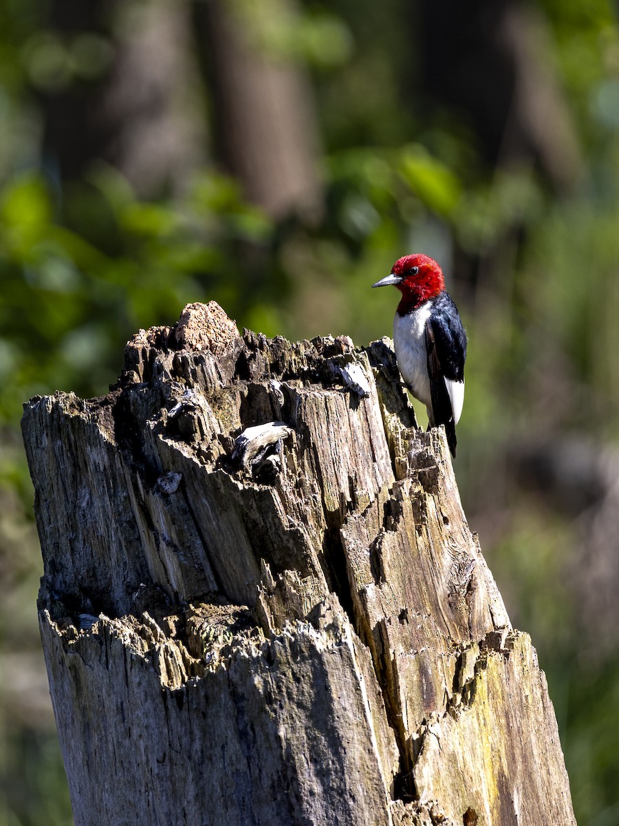 Red-headed Woodpecker - ML621055083