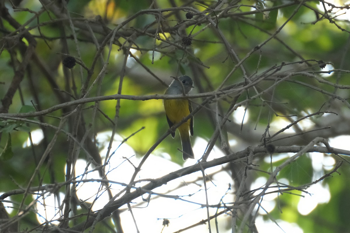 Gray-headed Canary-Flycatcher - ML621055087