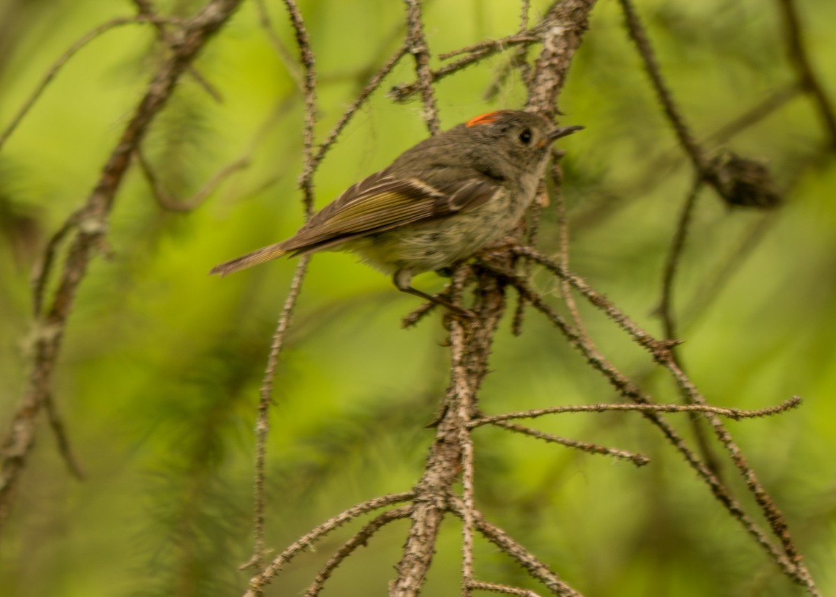 Ruby-crowned Kinglet - Larry Joseph