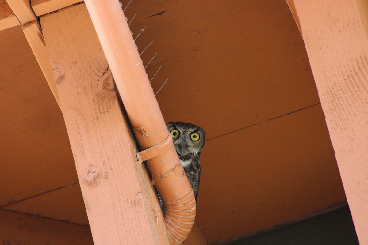 Great Horned Owl - ML621055154