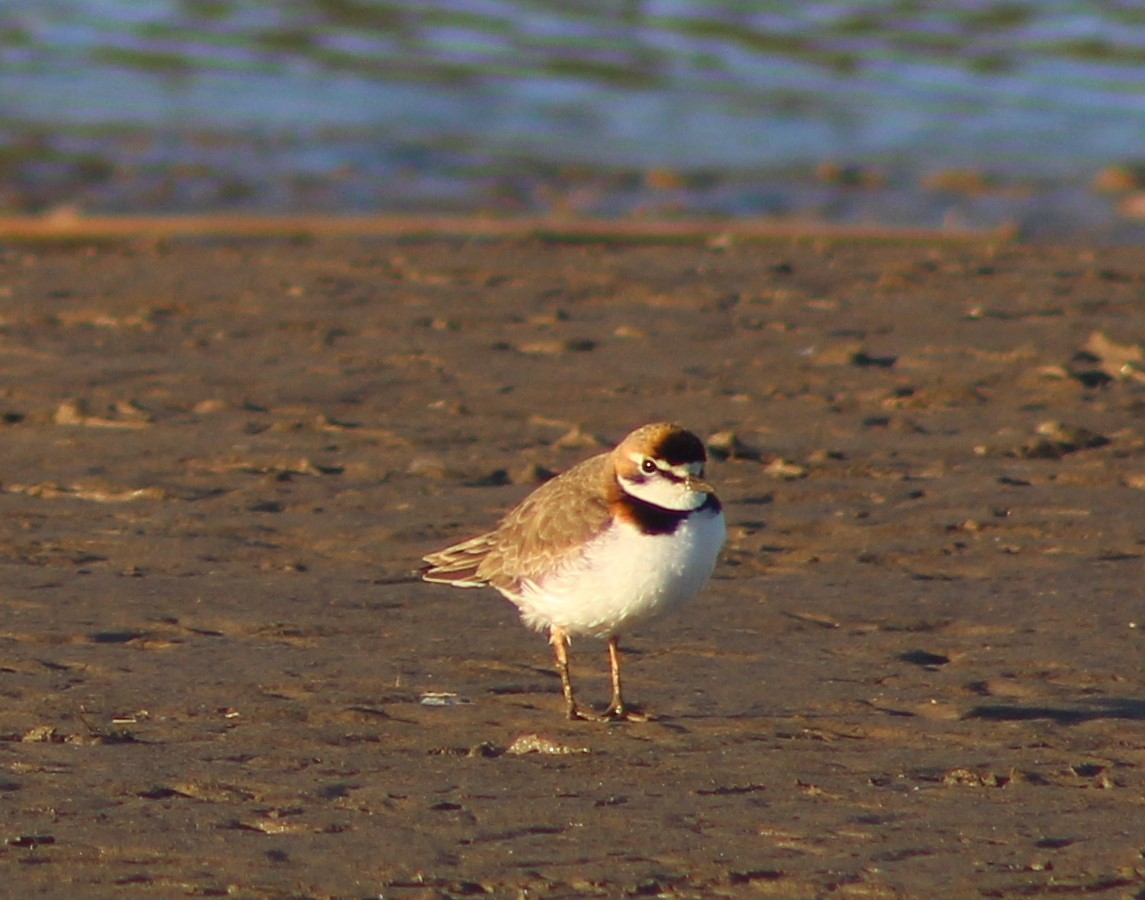Collared Plover - ML621055163