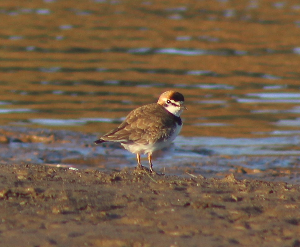 Collared Plover - ML621055165