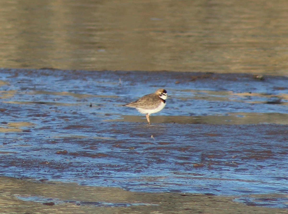 Collared Plover - ML621055166