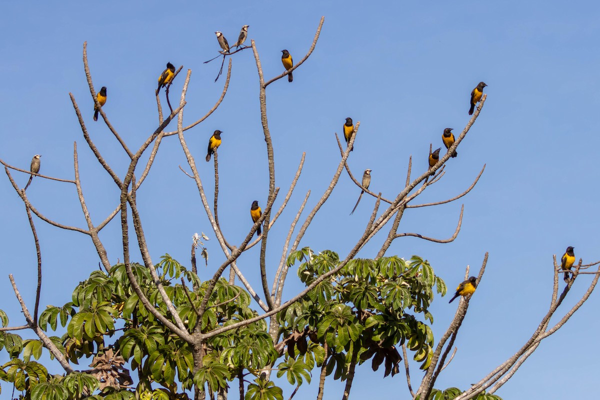 Yellow-rumped Marshbird - ML621055170