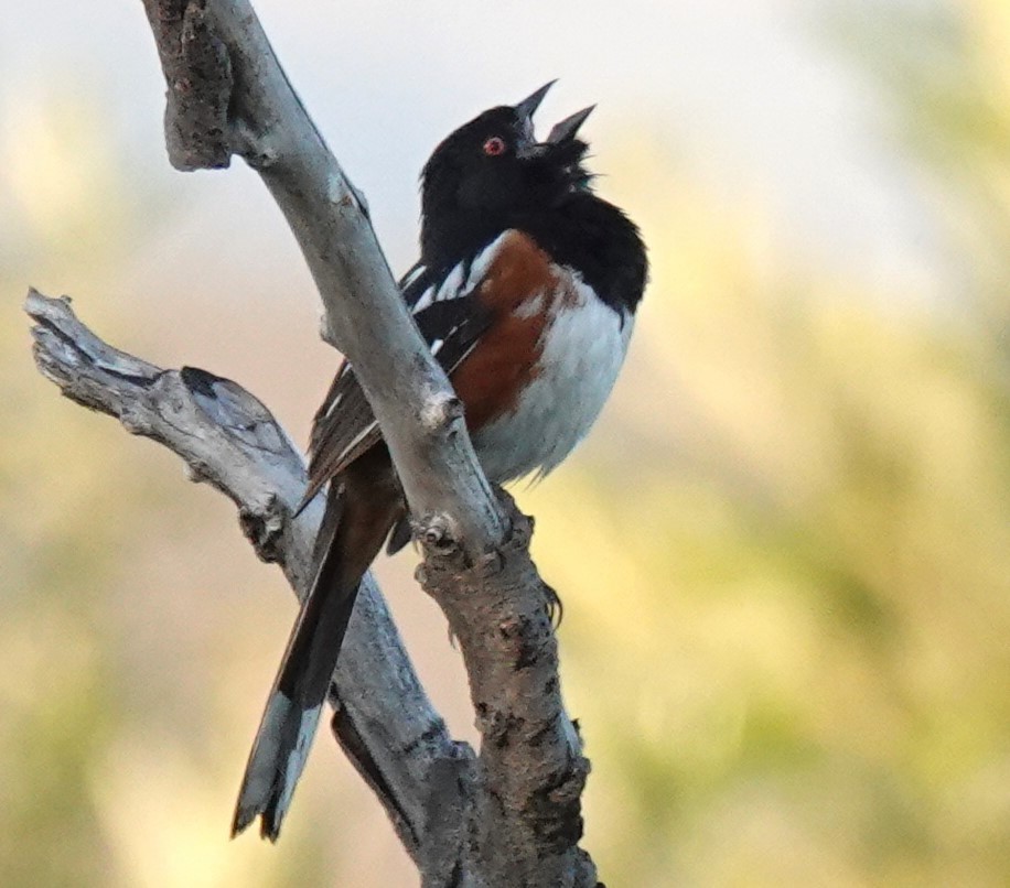 Spotted Towhee - ML621055172