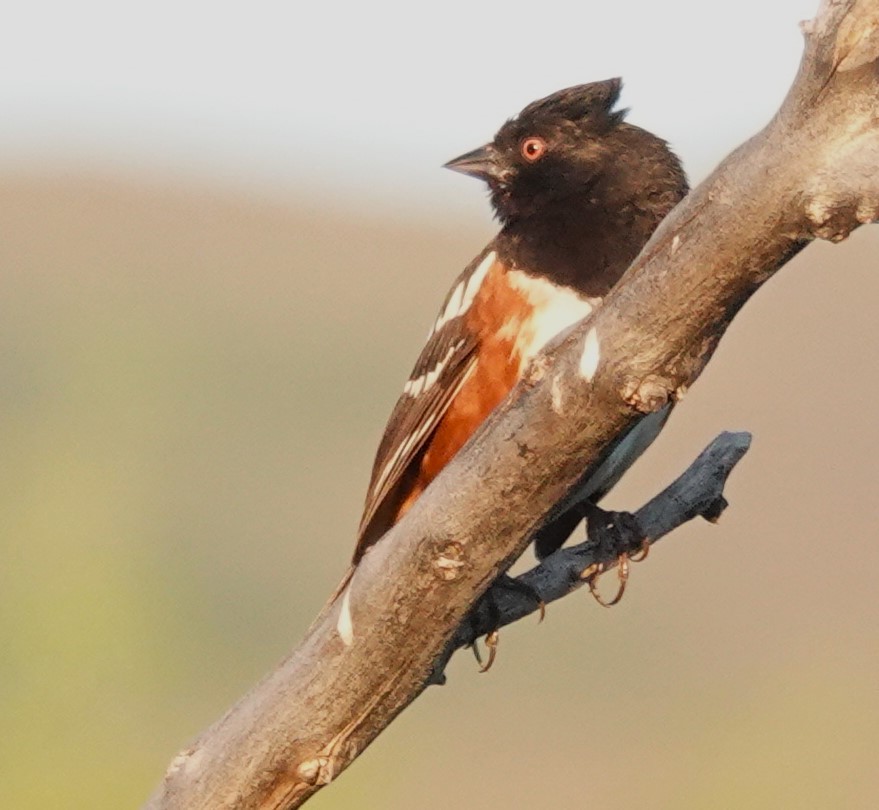 Spotted Towhee - ML621055177