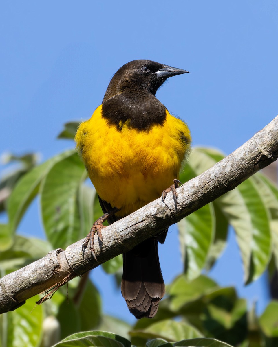 Yellow-rumped Marshbird - ML621055178