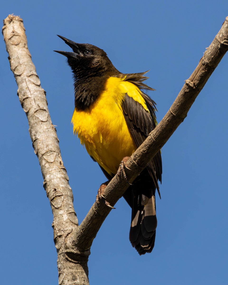 Yellow-rumped Marshbird - Katia Oliveira