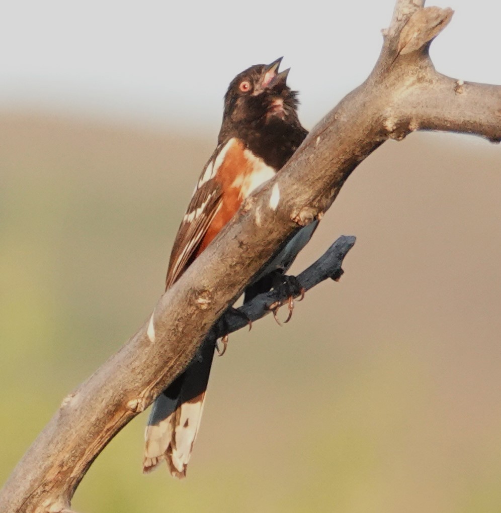Spotted Towhee - ML621055180