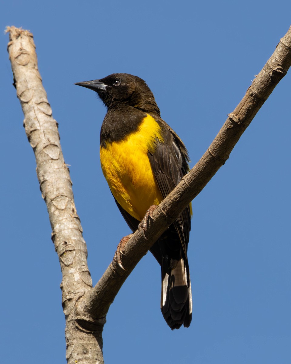 Yellow-rumped Marshbird - ML621055182