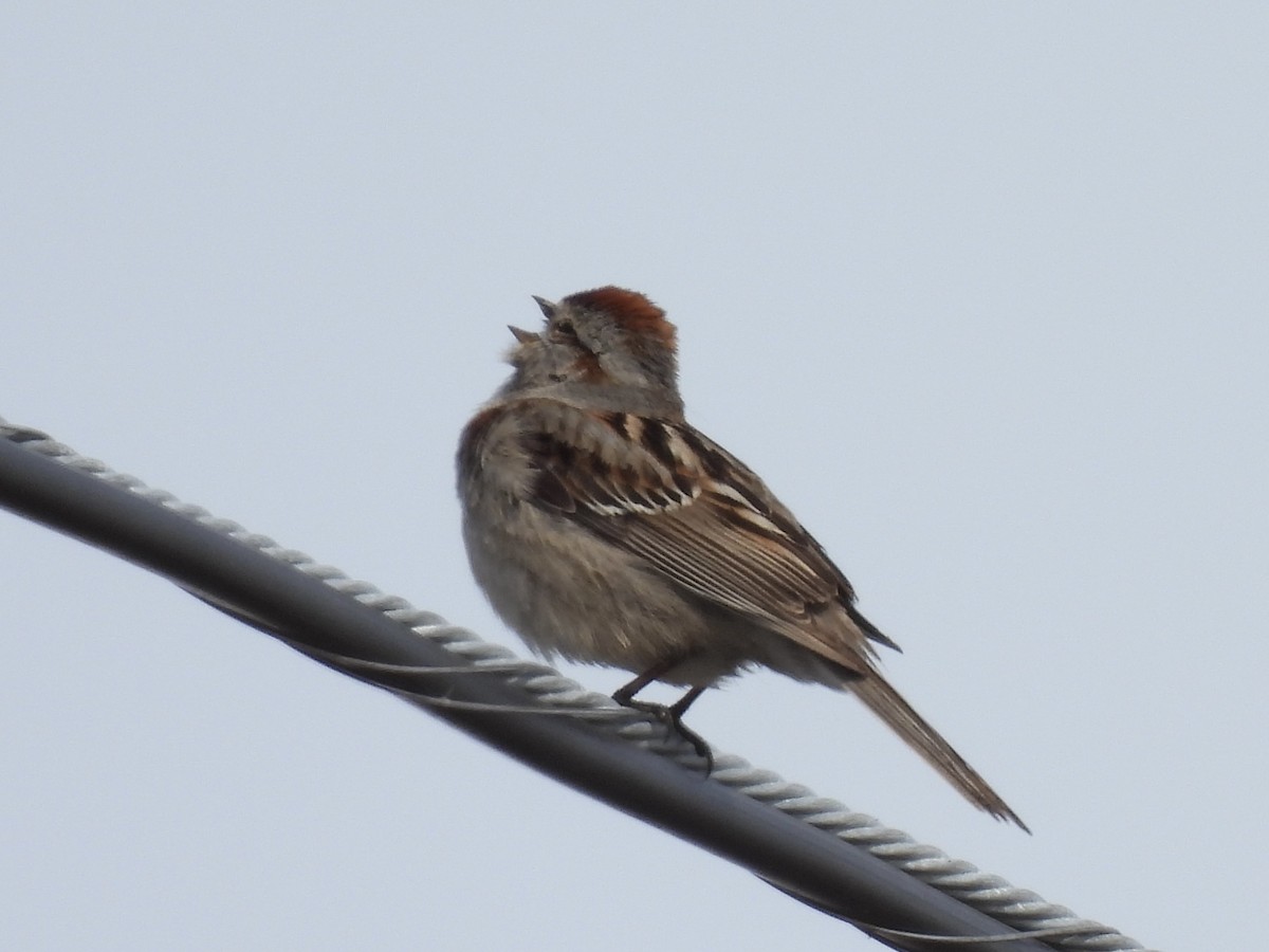 American Tree Sparrow - ML621055183