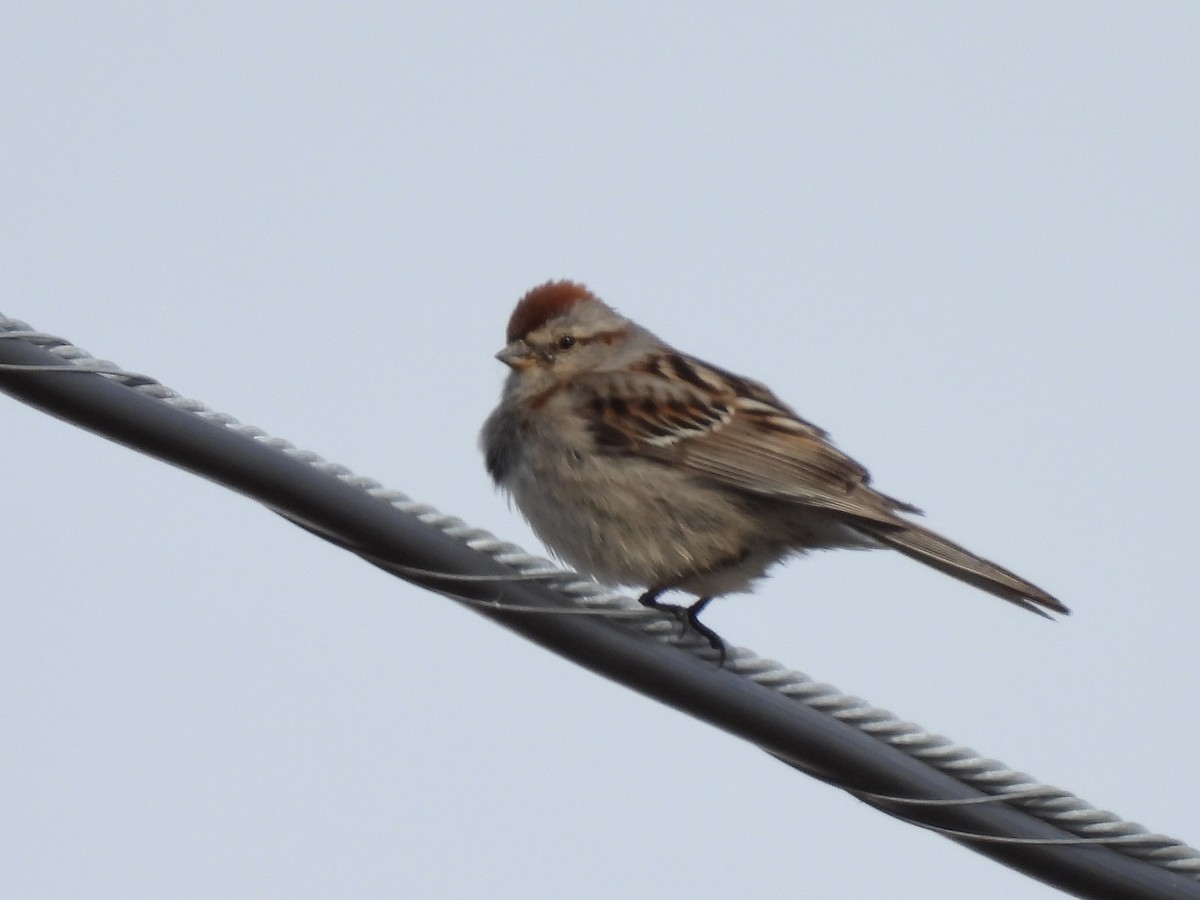 American Tree Sparrow - ML621055184
