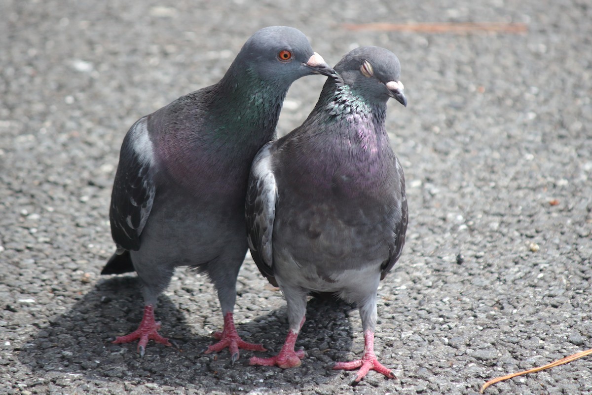 Rock Pigeon (Feral Pigeon) - ML621055189