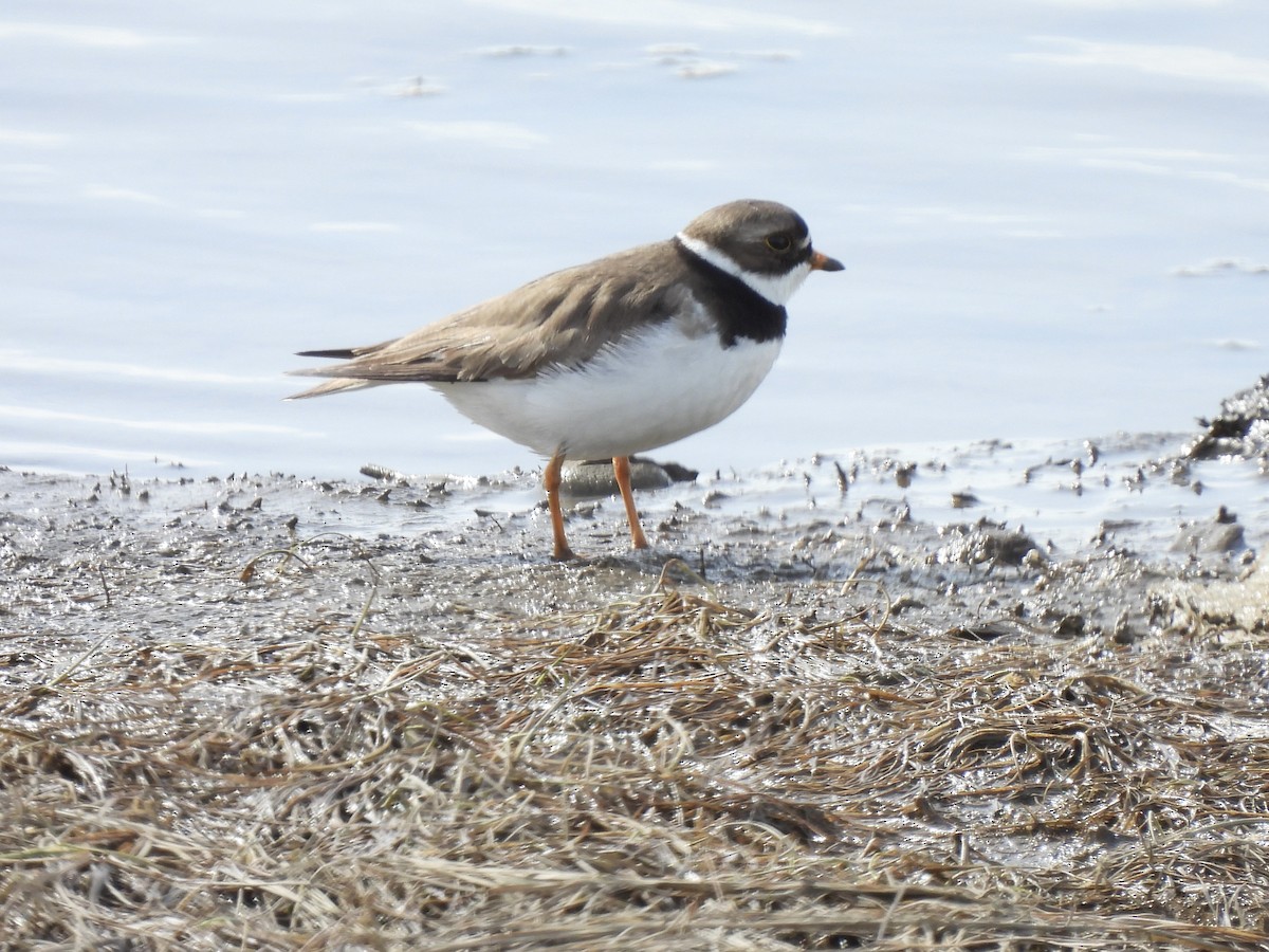 Semipalmated Plover - ML621055204