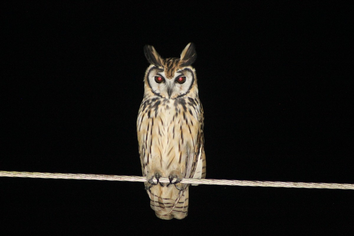 Striped Owl - ML621055207