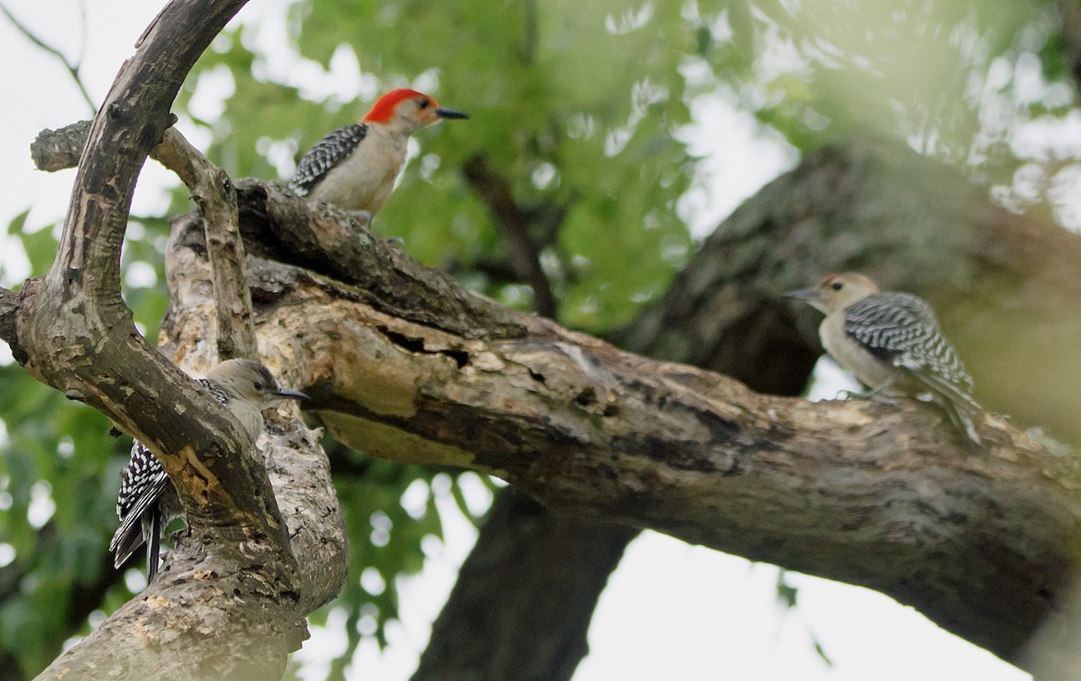Red-bellied Woodpecker - ML621055221