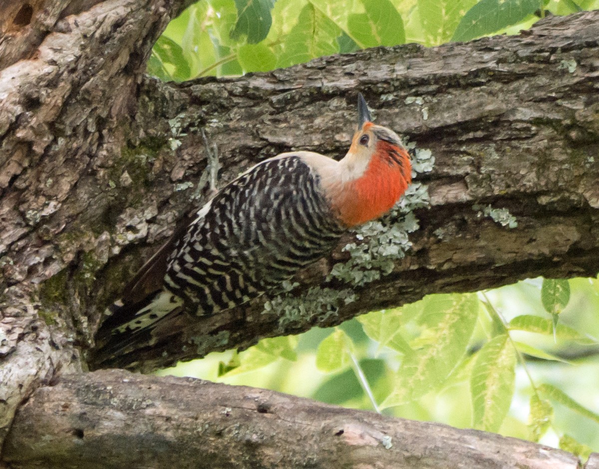Red-bellied Woodpecker - ML621055222