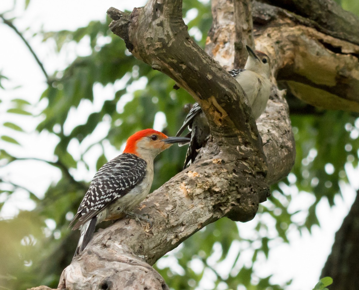 Red-bellied Woodpecker - ML621055223